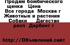 Продам бомбического щенка › Цена ­ 30 000 - Все города, Москва г. Животные и растения » Собаки   . Дагестан респ.,Дербент г.